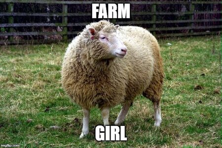 Farm girl sheep.jpg