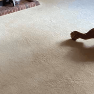 carpetcleaningbelconnen